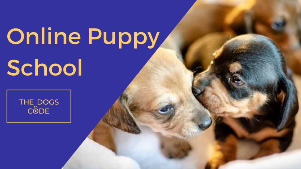 The Dogs Code Online Puppy School