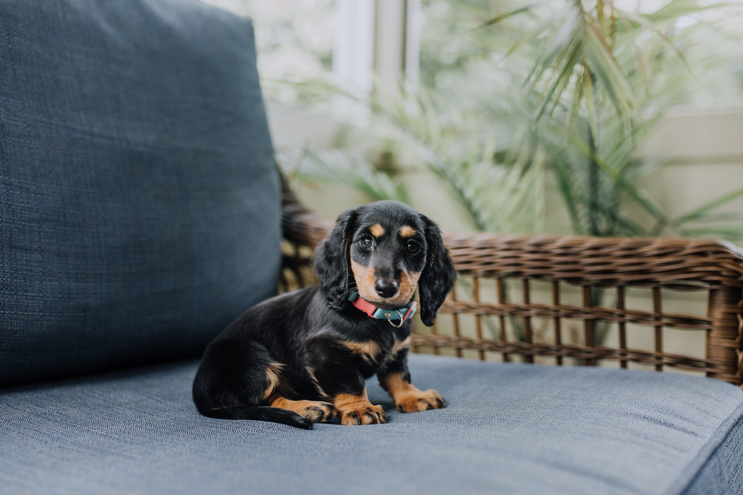 Two secrets to ensure your dachshund never pees on the carpet again