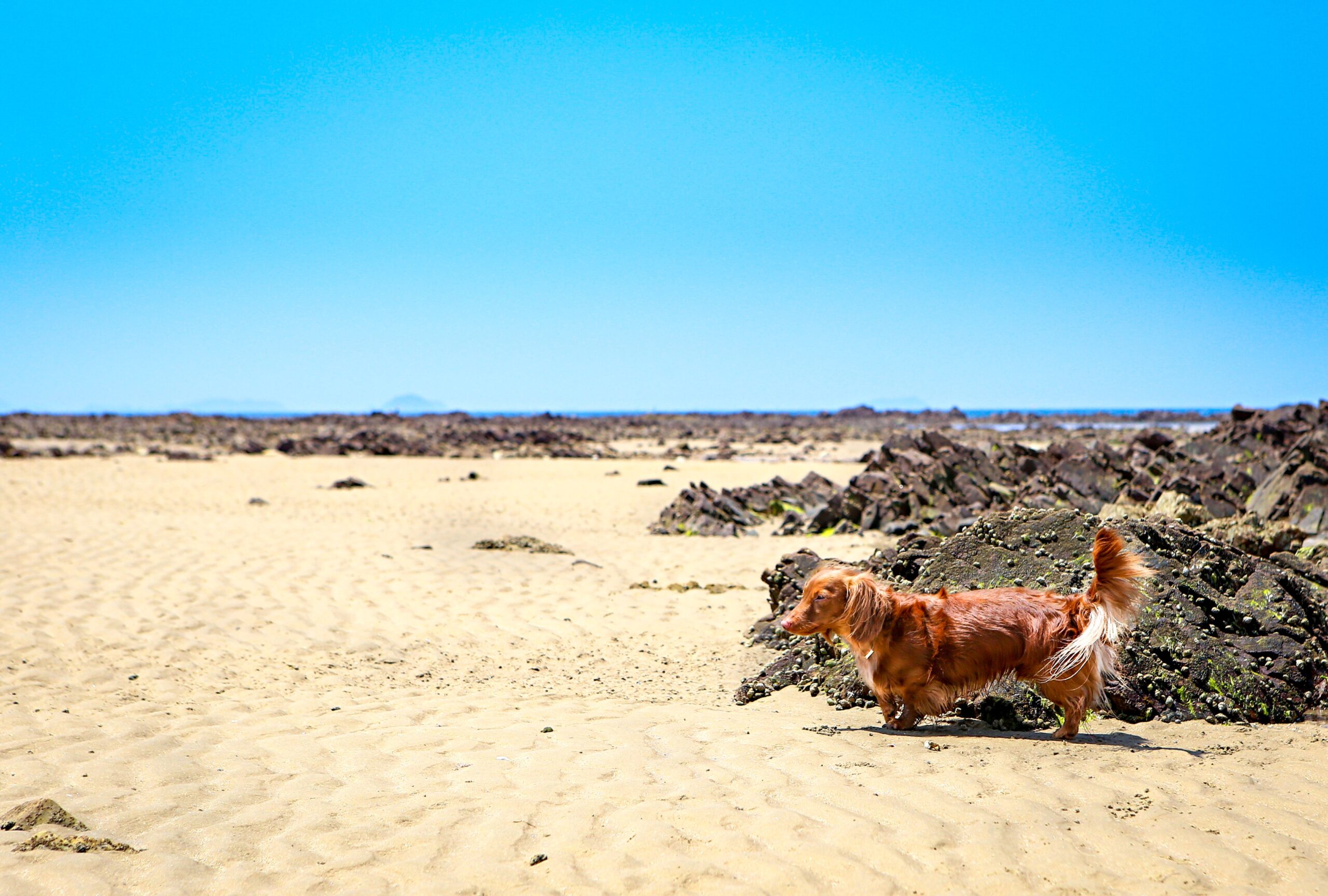 Top five tips to keep your Dachshund safe in hot weather.