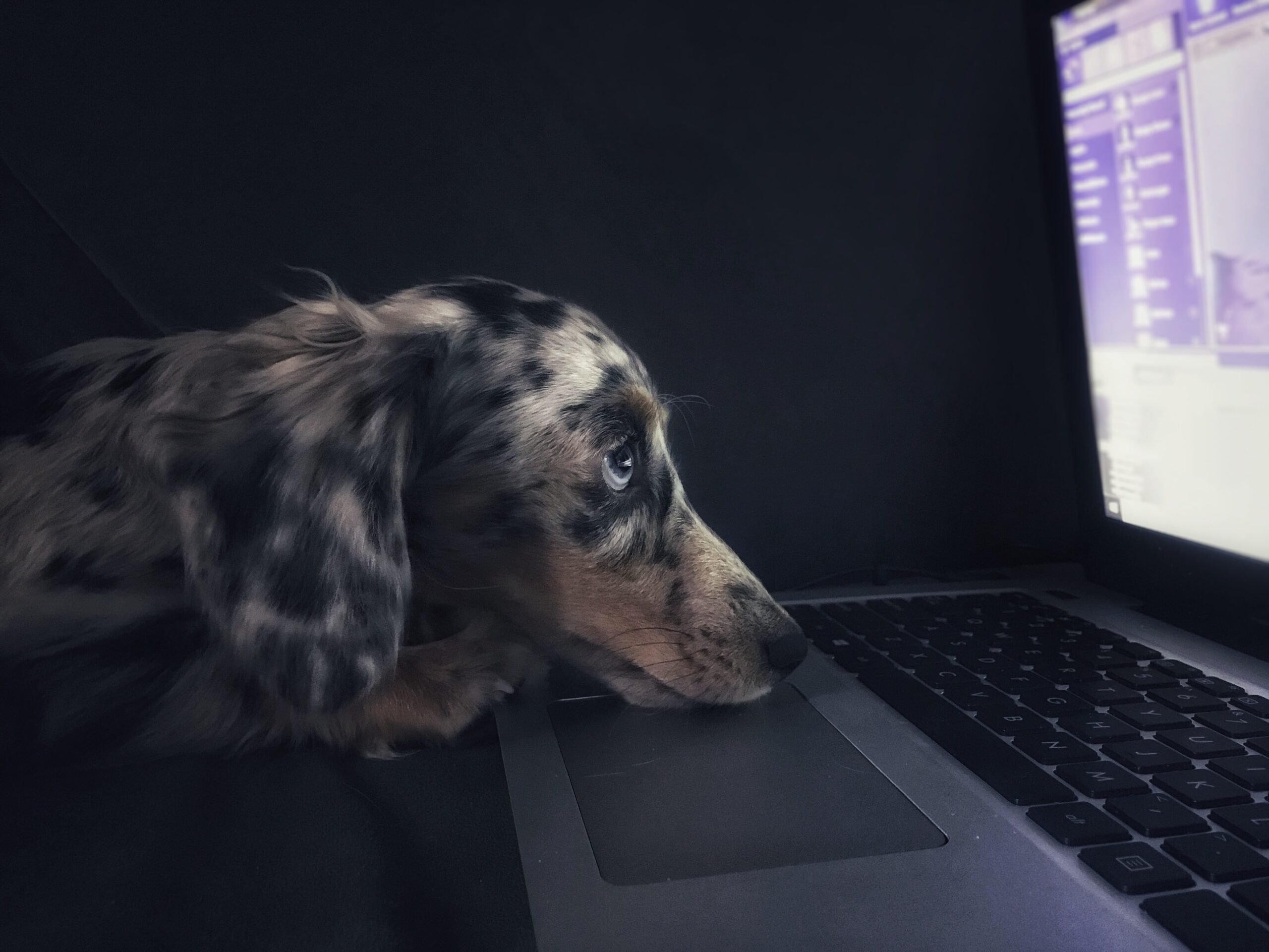 3 ways you are encouraging your dachshunds unwanted behaviours