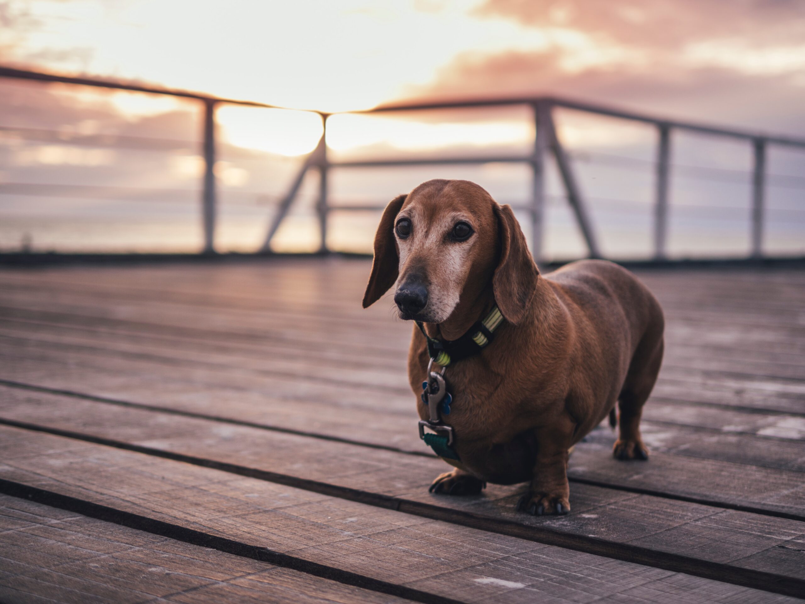 Top 9 things to teach your Dachshund